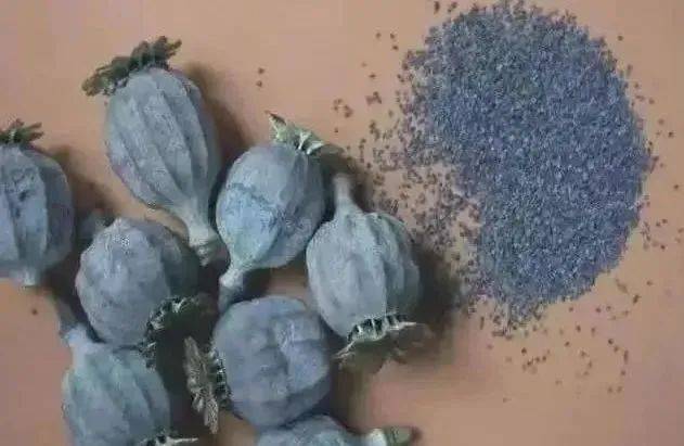 罂粟_种植_毒品