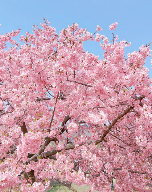 粉,蓝,红,紫,黄……快去打卡上海彩色的春天_地址_公园_樱花