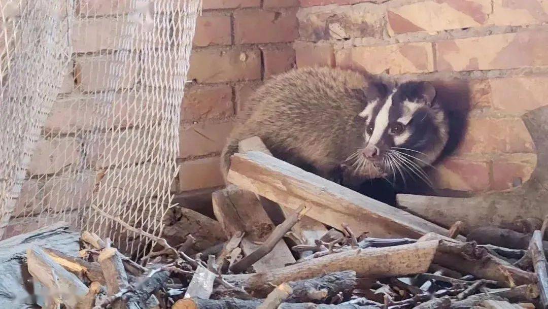 陕西一村民家中发现的…_进行_果子狸_救助