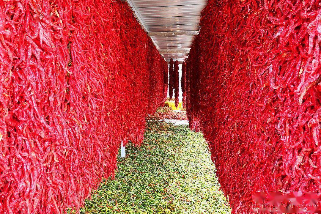 甘谷辣椒故事三则