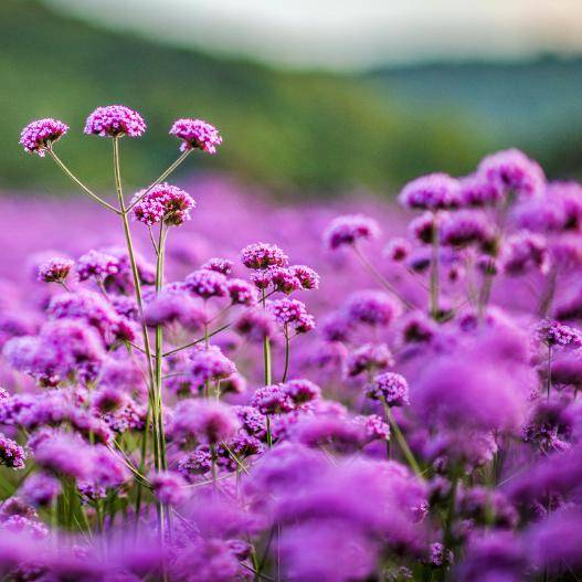 3月16日起,无锡市民特惠赏樱,拈花湾带你看家门口的粉色花海_樱花树