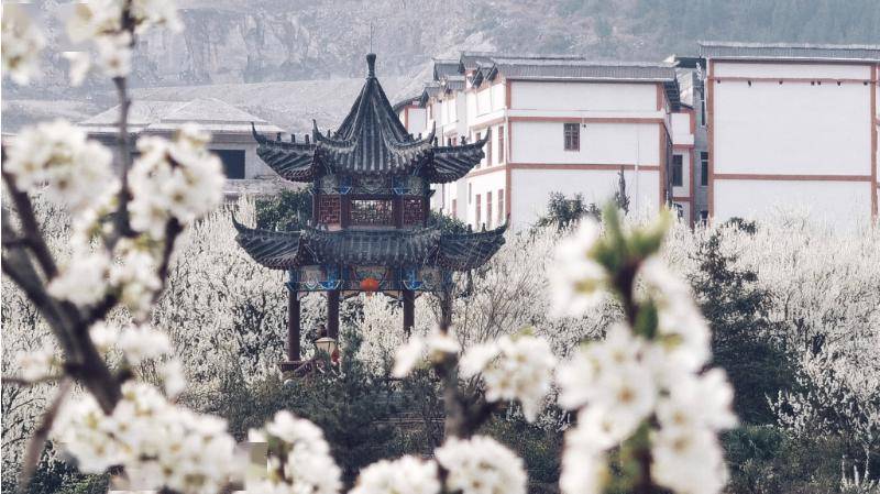 行沿印松高速 赏沿河南庄万亩李花暨非遗灯海焰火_铜仁_活动_旅游