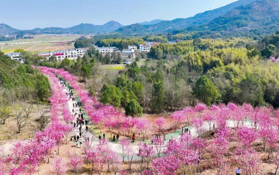 让春天嗅到了花香粉白相间的花瓣缀满枝头灵谷峰樱花浪漫盛放樱花崇仁