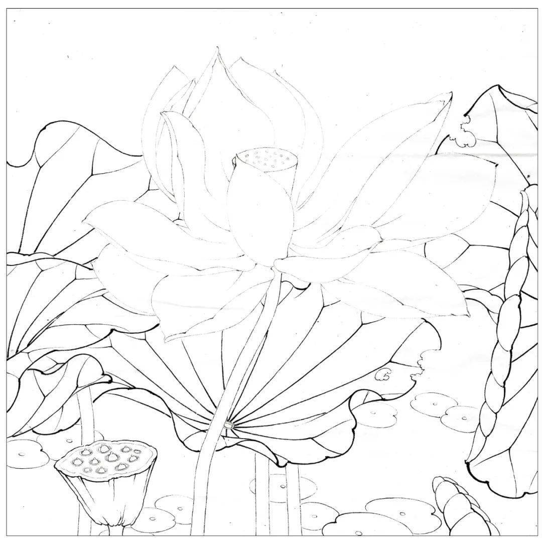 第一步:花头用长锋笔淡墨细笔游丝描勾勒,枝梗,莲蓬部分用粗细较为