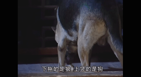 ""上竖的是狗?尚书是狗!"在中文这么多同音字的情况下,如果不加字幕