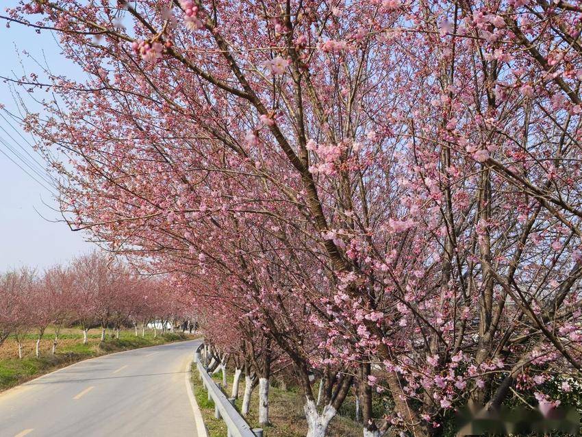 错过等一年谷城人期待已久的樱花开啦看一眼就沦陷