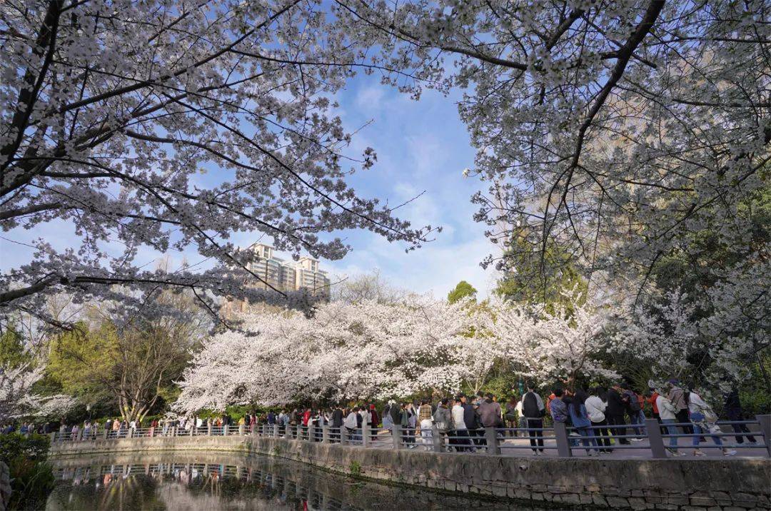 郑州桃花峪樱花图片