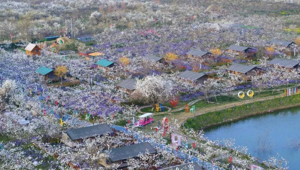 巫山梨花节图片