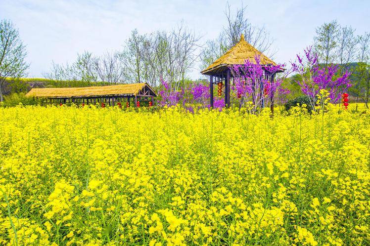 中国四大油菜花观景地图片