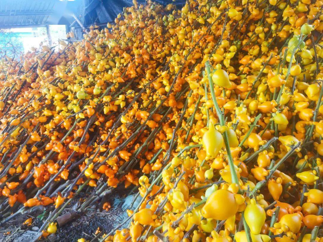 长寿之乡广东信宜五代同堂黄金果好靓