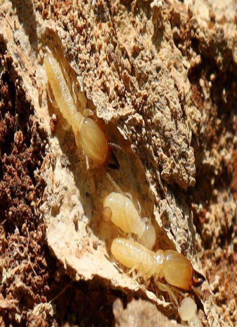 宿迁地区白蚁危害种类主要有:乳白蚁属中的台湾乳白蚁,苏州乳白蚁,散