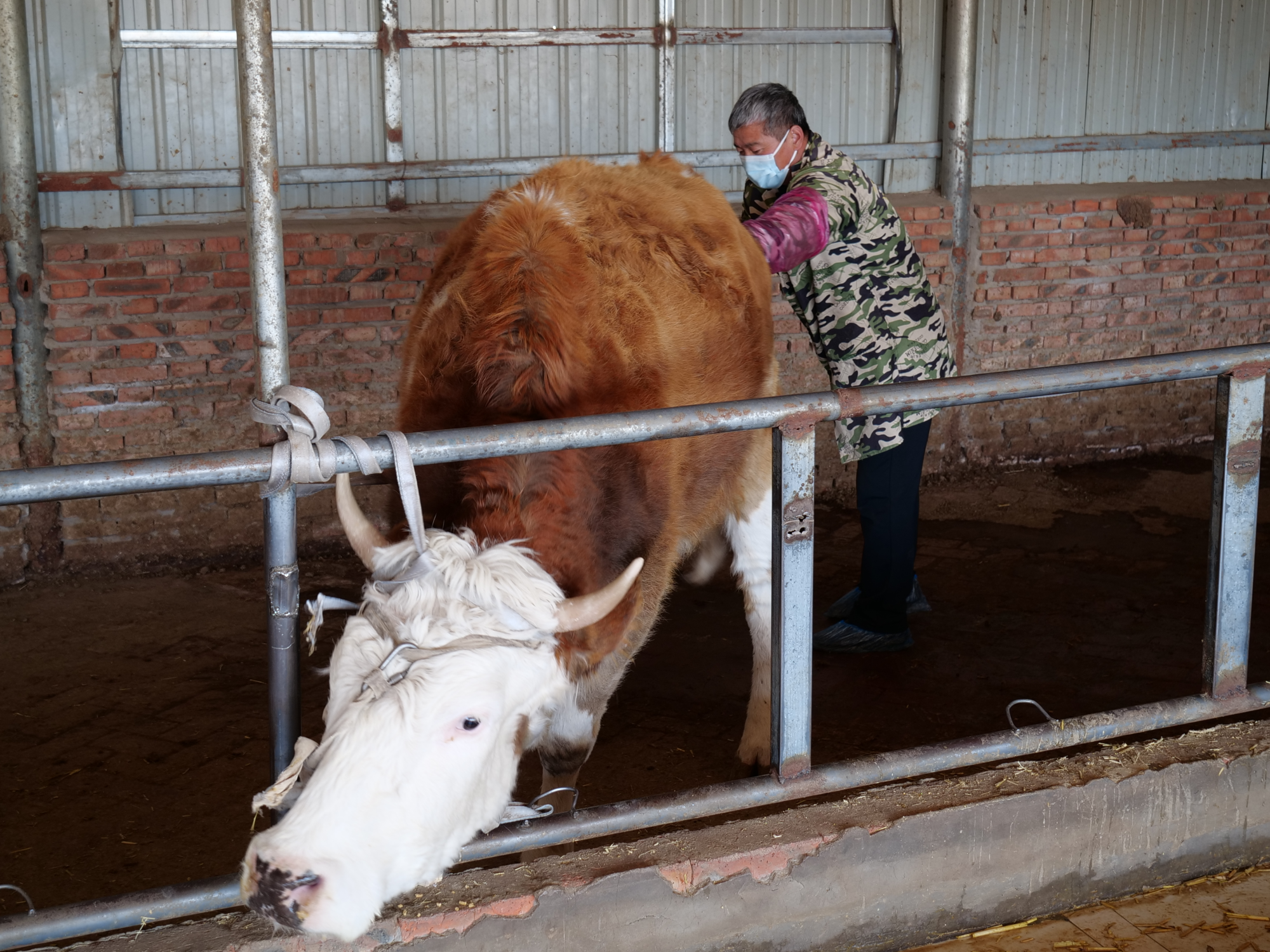 开鲁县以品种改良促肉牛产业提质增效