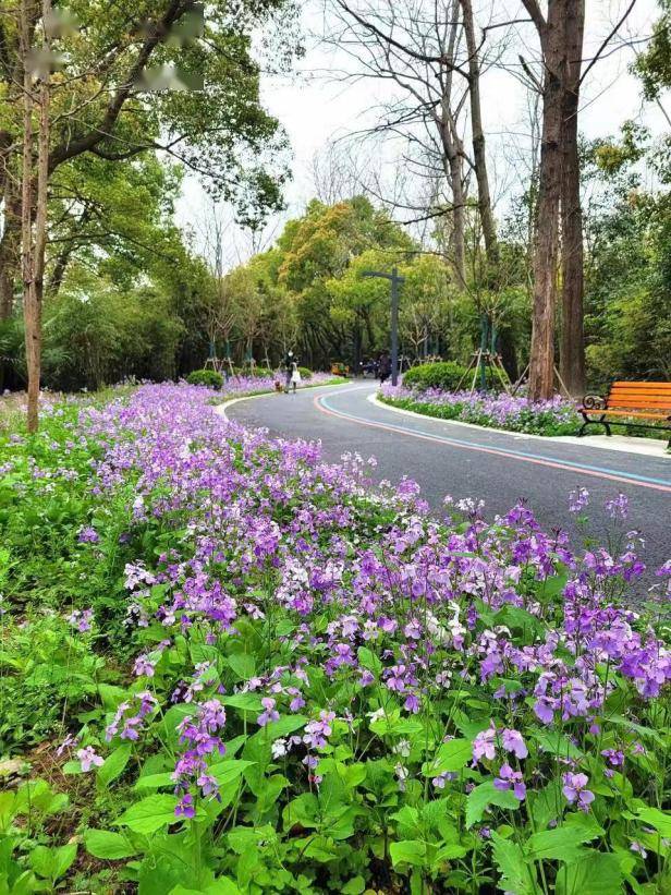 分享二月兰盛开浦东这些地方出现紫色花海