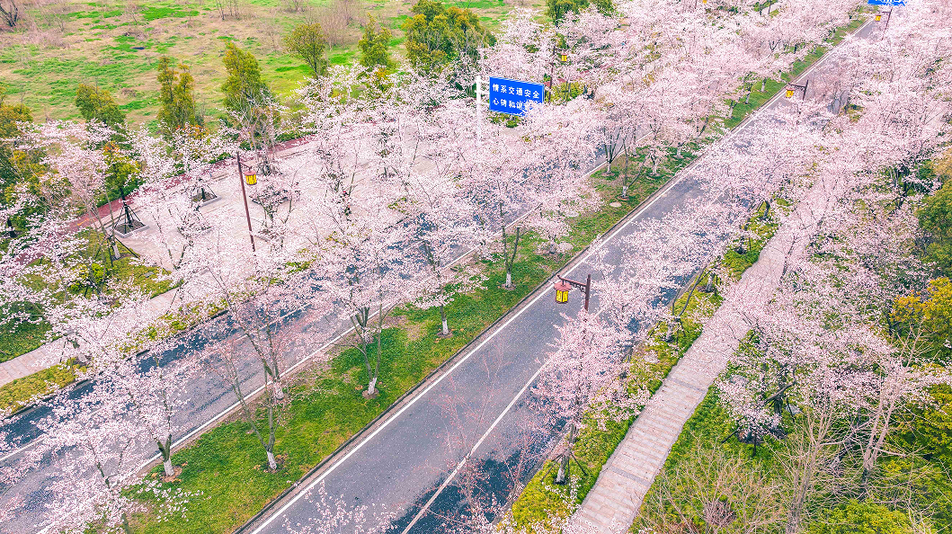 查家湾樱花大道图片