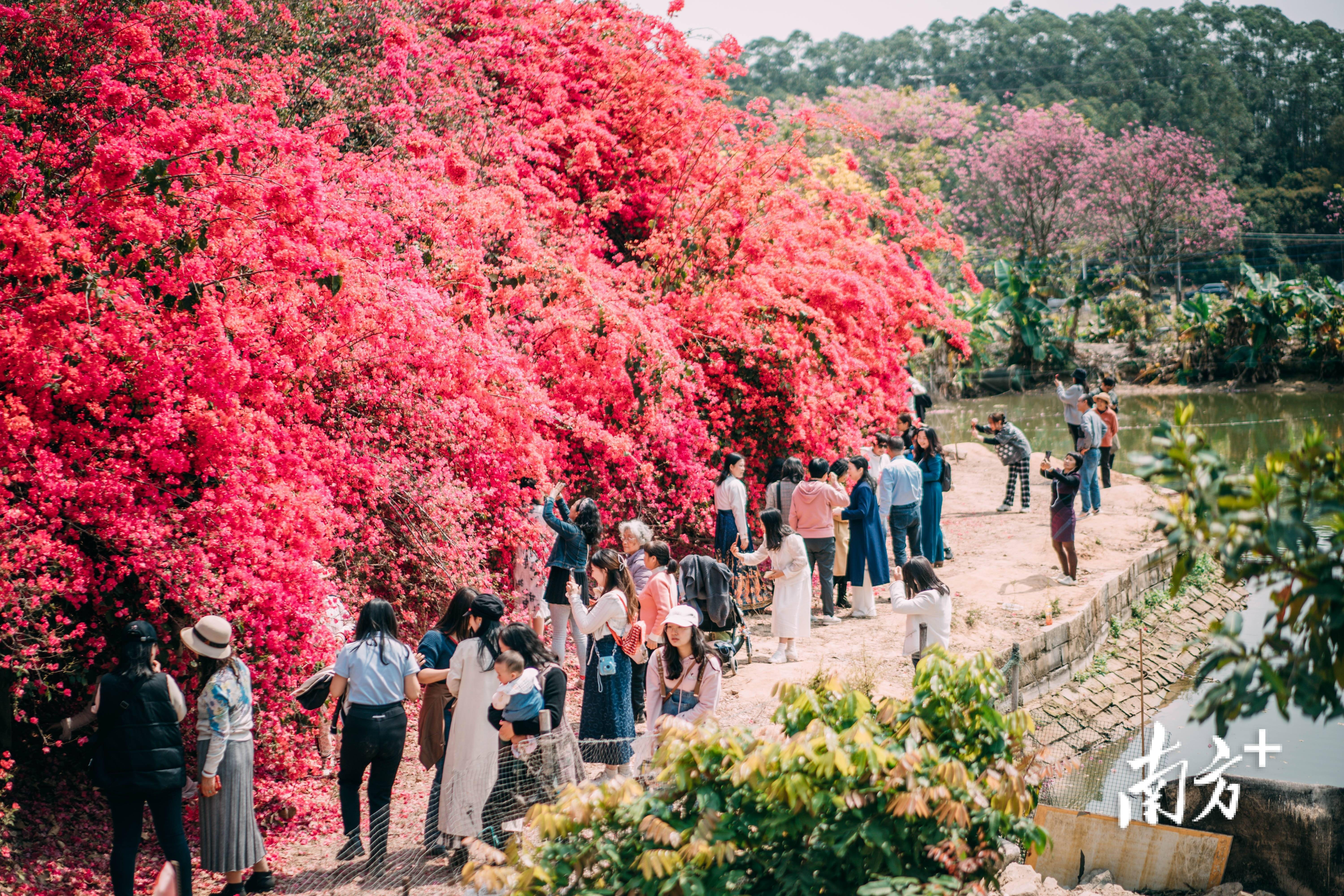 多图最美人间三月天惠州无处不飞花