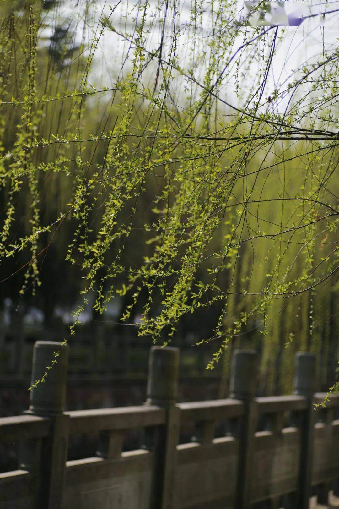 春天听李白说我想你了