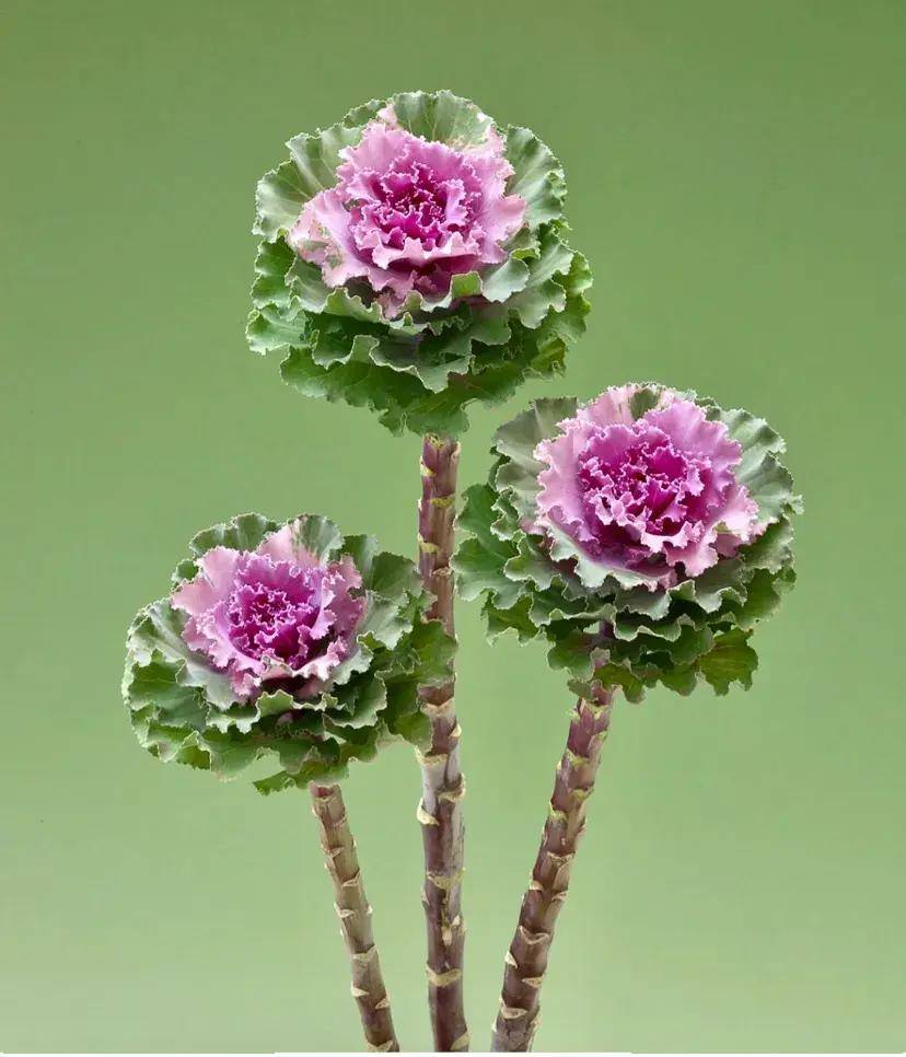 把包菜养成老桩,太漂亮了,从此什么花都不爱,独宠羽衣甘蓝_时候_叶片_