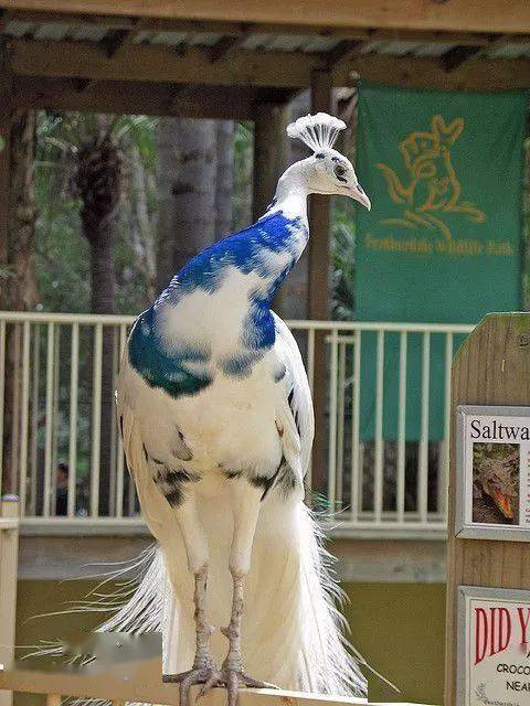 ▼原来穿山甲的胸和人类的这么像,看着怪害羞的▼大爷我今天穿着我的