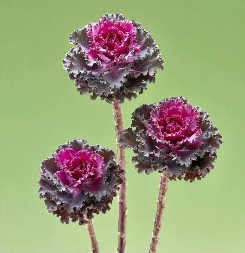 把包菜养成老桩,太漂亮了,从此什么花都不爱,独宠羽衣甘蓝_时候_叶片_