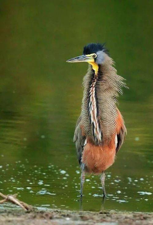 ▼原来穿山甲的胸和人类的这么像,看着怪害羞的▼大爷我今天穿着我的