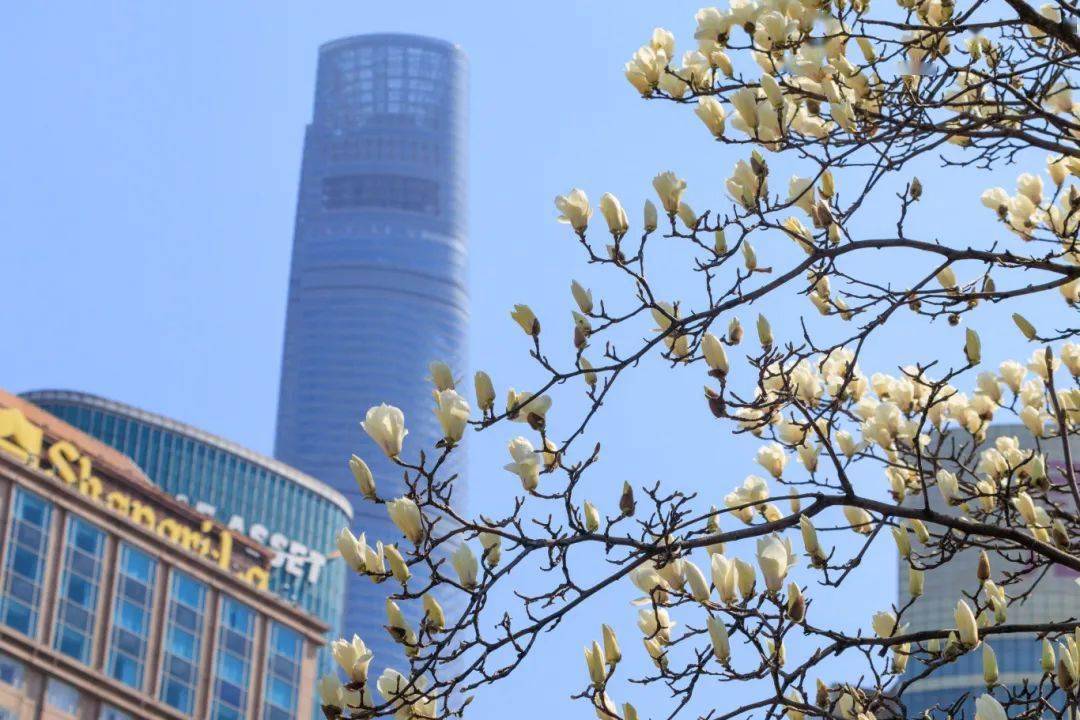 市花白玉兰绽放快来这些点位观赏吧