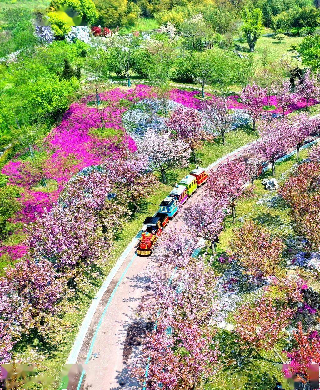 洲际绿博园樱花大道(资料图)文字:南通报业全媒体记者 李波图片:南通