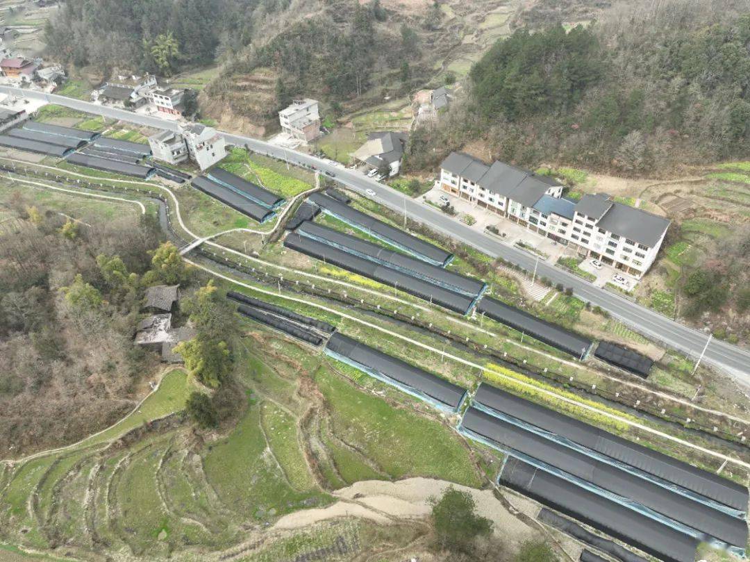 分水镇过江社区奋力绘就四在农家和美乡村新画卷