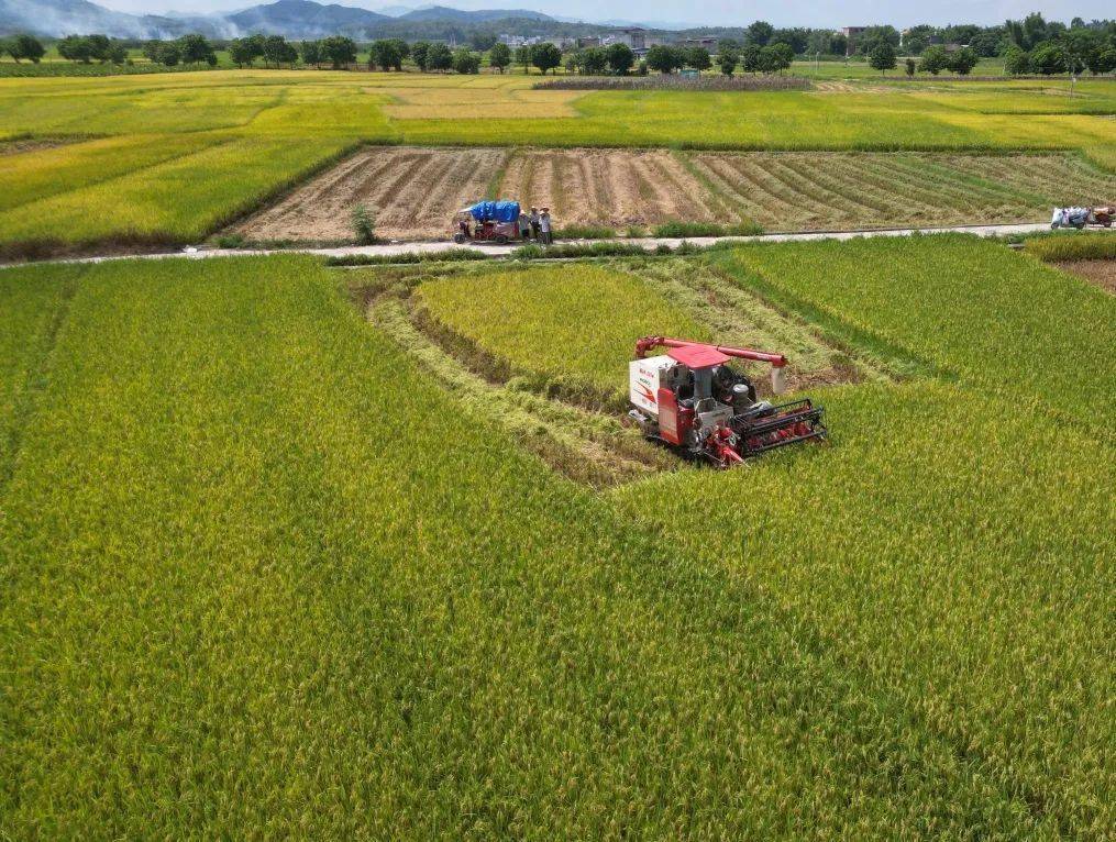 在乡村振兴的赛道上八步区来上大分了