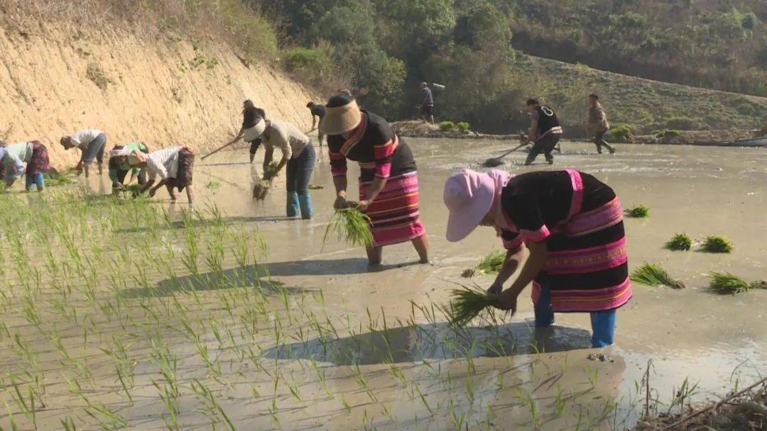 春耕生产正当时早稻下田插秧忙