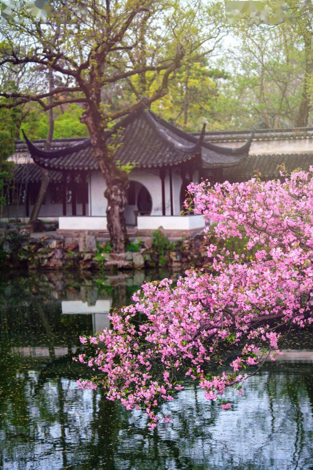 早安·姑苏 | 古城第一抹"春色",从园林开始!_海棠_地方_胭脂