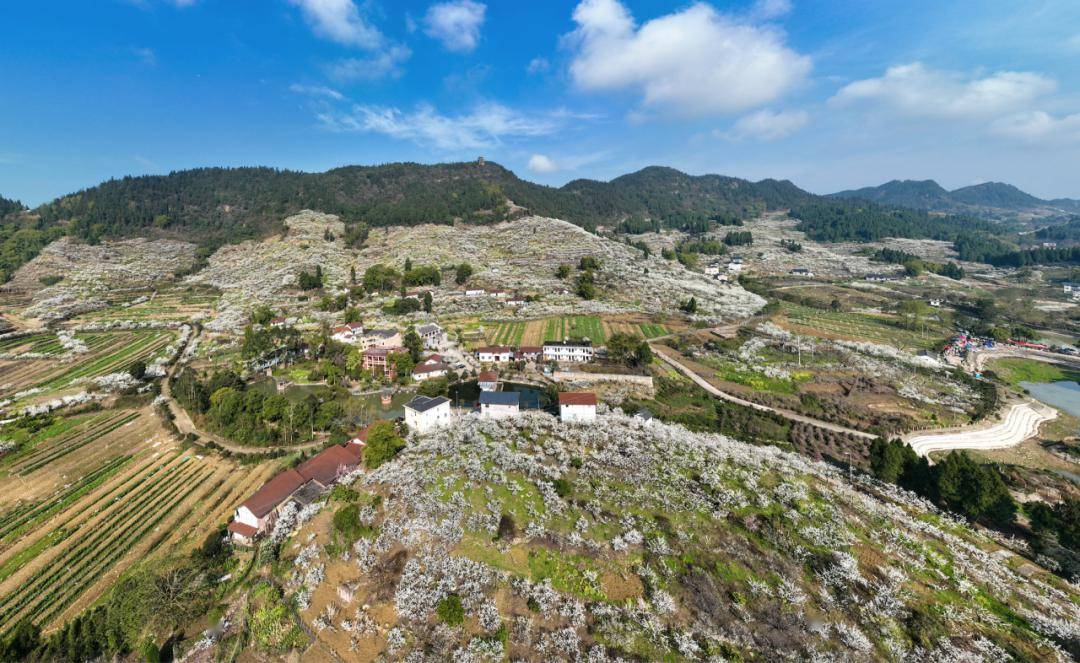 周末就去印盒李花观赏季盛大开幕