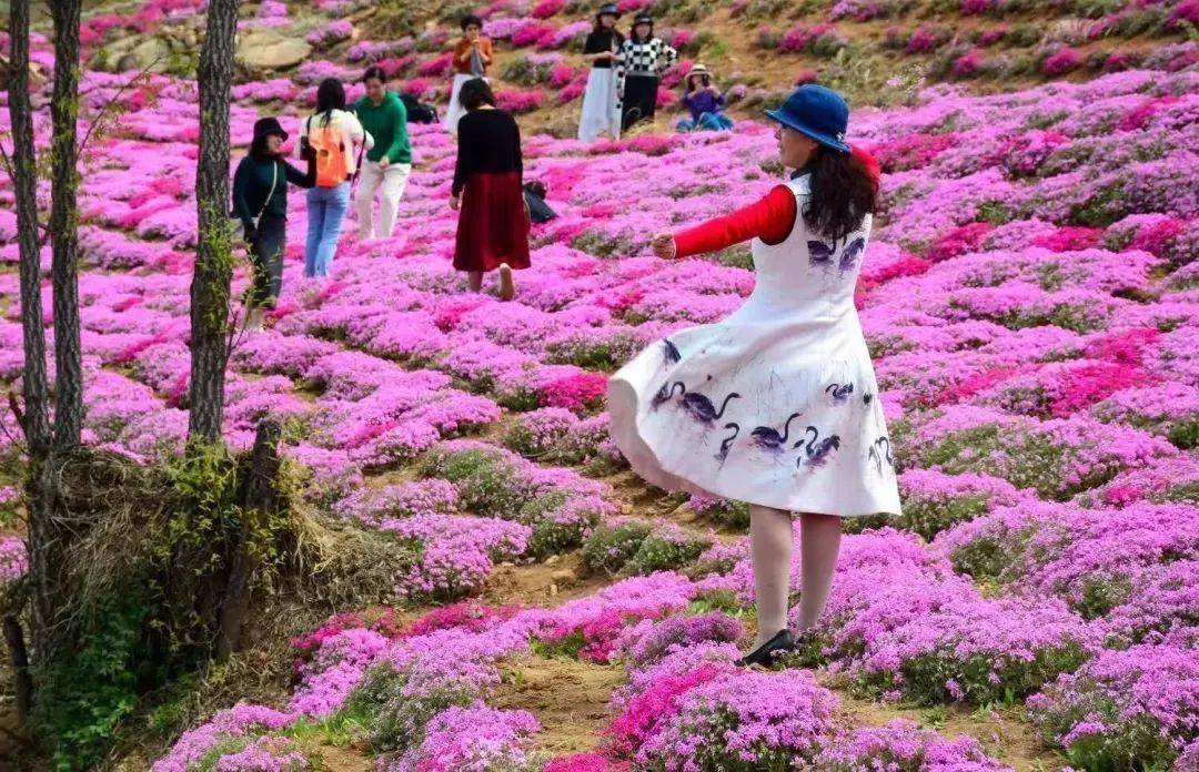 芝樱原产北美细细品味静待每一个爱花之人那漫山遍野的紫色浪漫德亭里