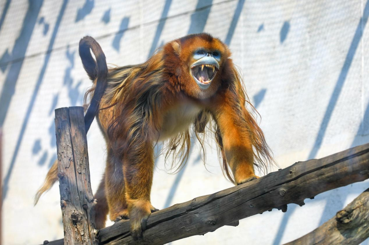 天津动物园两只金丝猴成功相亲