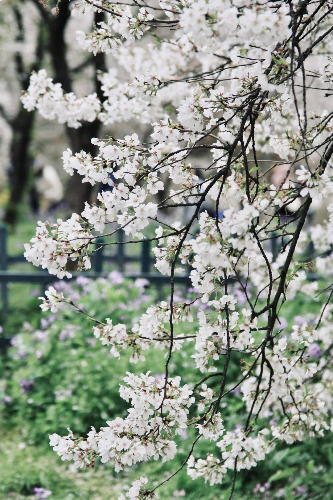 武大樱花大道开了_摄影_武汉_吉野