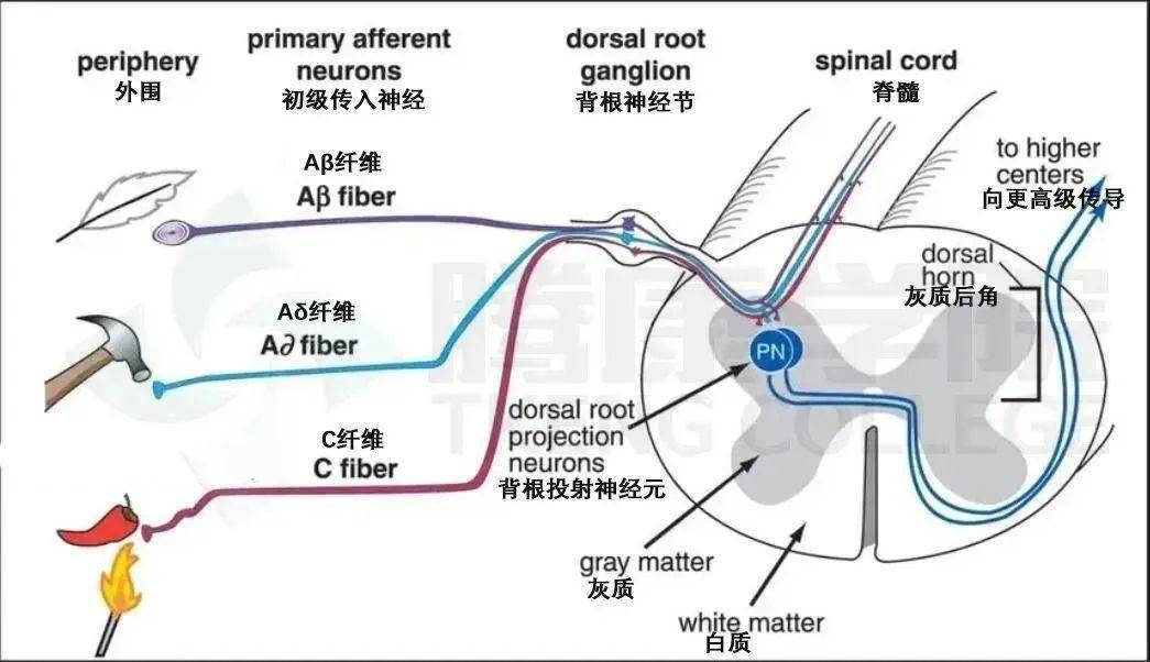 神经与神经纤维的关系图片