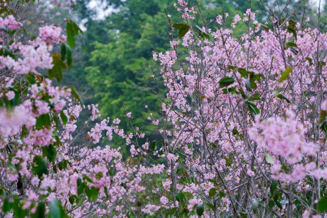 肇庆粉色樱花海已盛放!这里能快速入园赏花→_西江_景区_游客