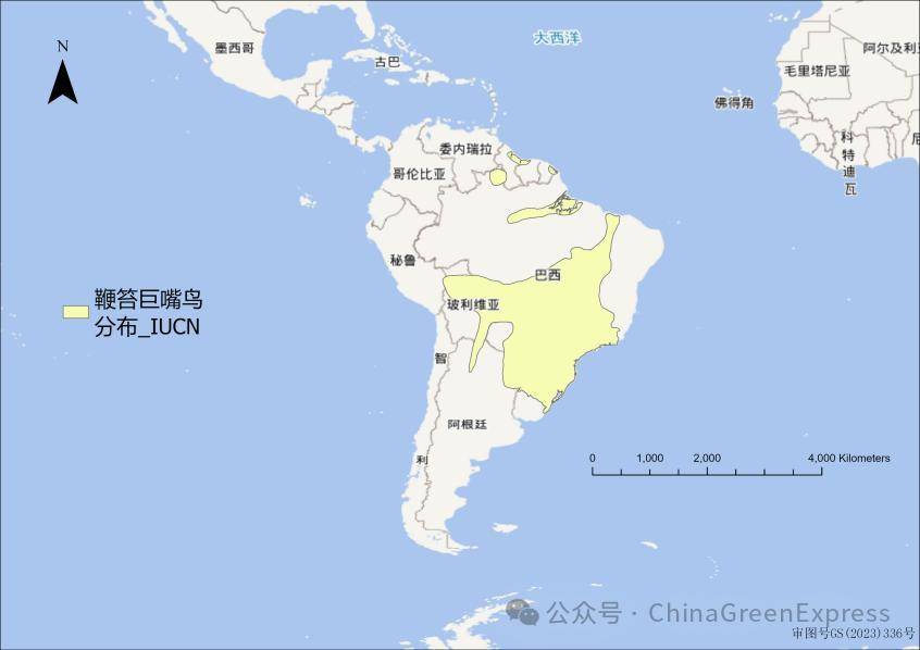 鞭笞巨嘴鸟 | 物种科普