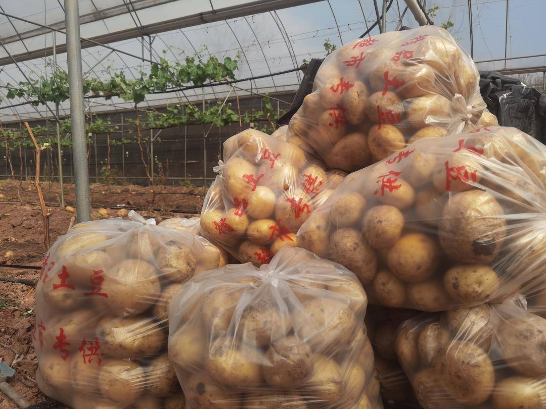 亩产马铃薯1060公斤粮经复合种植示范项目见成效