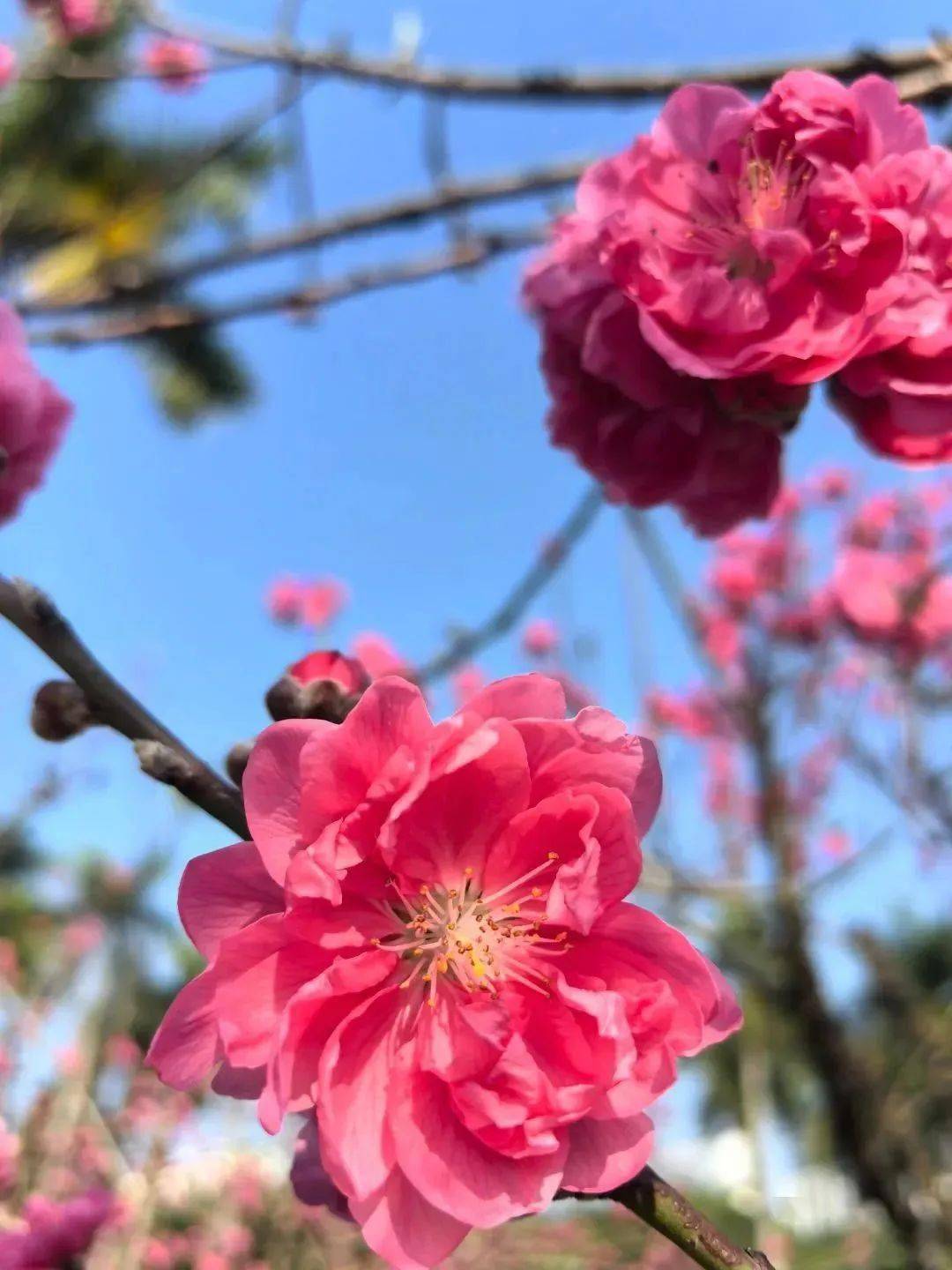李贺《将进酒》况是青春日将暮,桃花乱落如红雨.
