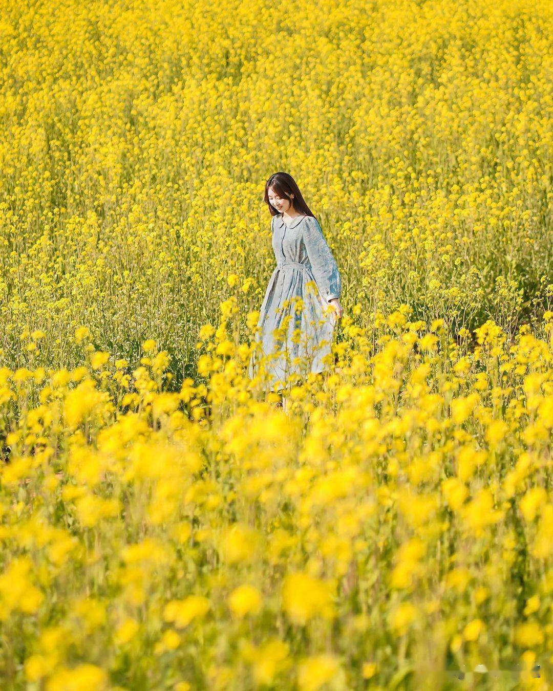 油菜花海拍照女孩图片图片