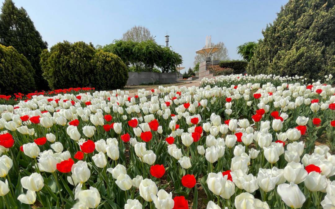 石家庄赏花地图出炉官方重点推荐12条路段