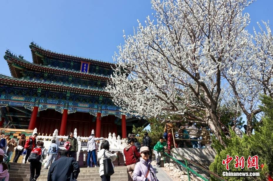 3月17日,北京天气晴好,景山公园万春亭旁的山桃花盛开,吸引市民和游客