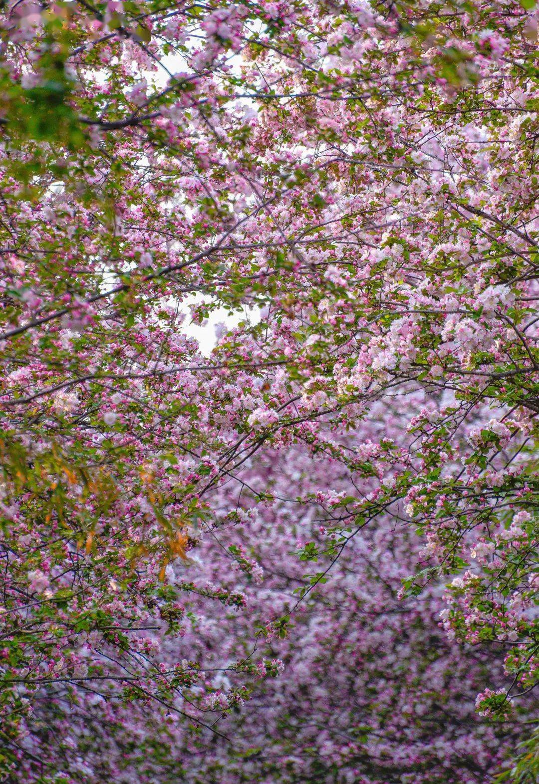 1080_1571竖版 竖屏