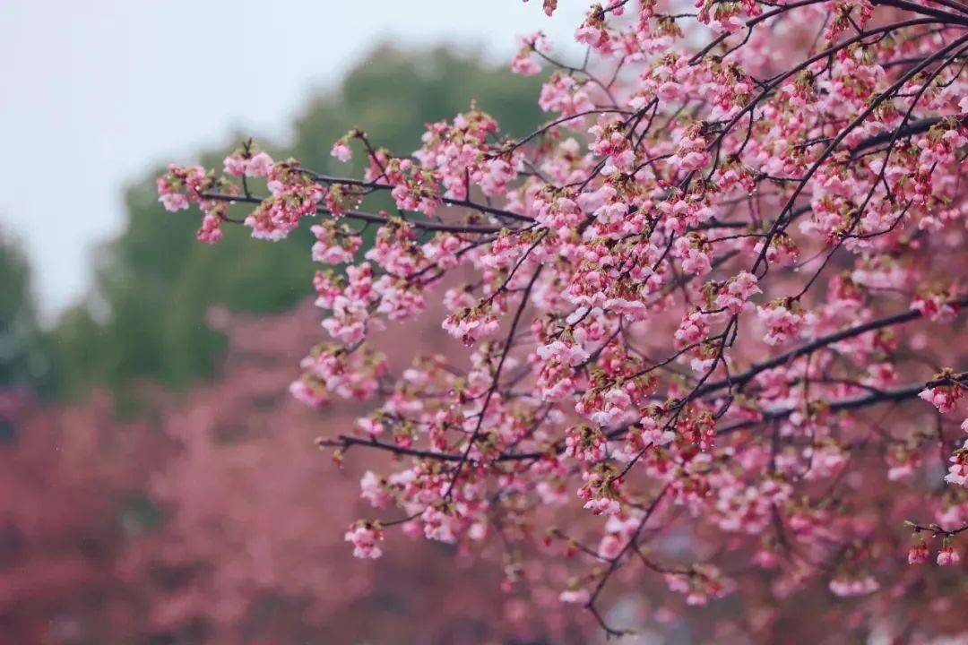 探索上海樱花节首个周六顾村公园接待游客超678万人次