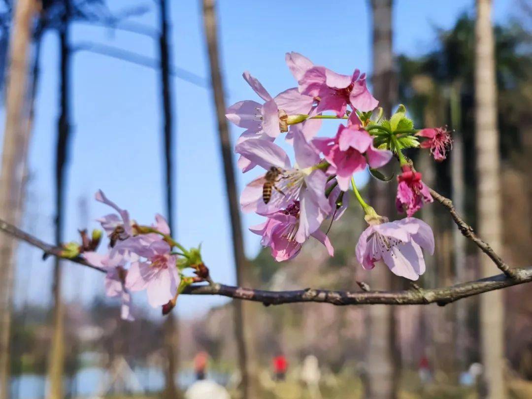 七星岩樱花已进入盛花期!_肇庆_西江_炯雄