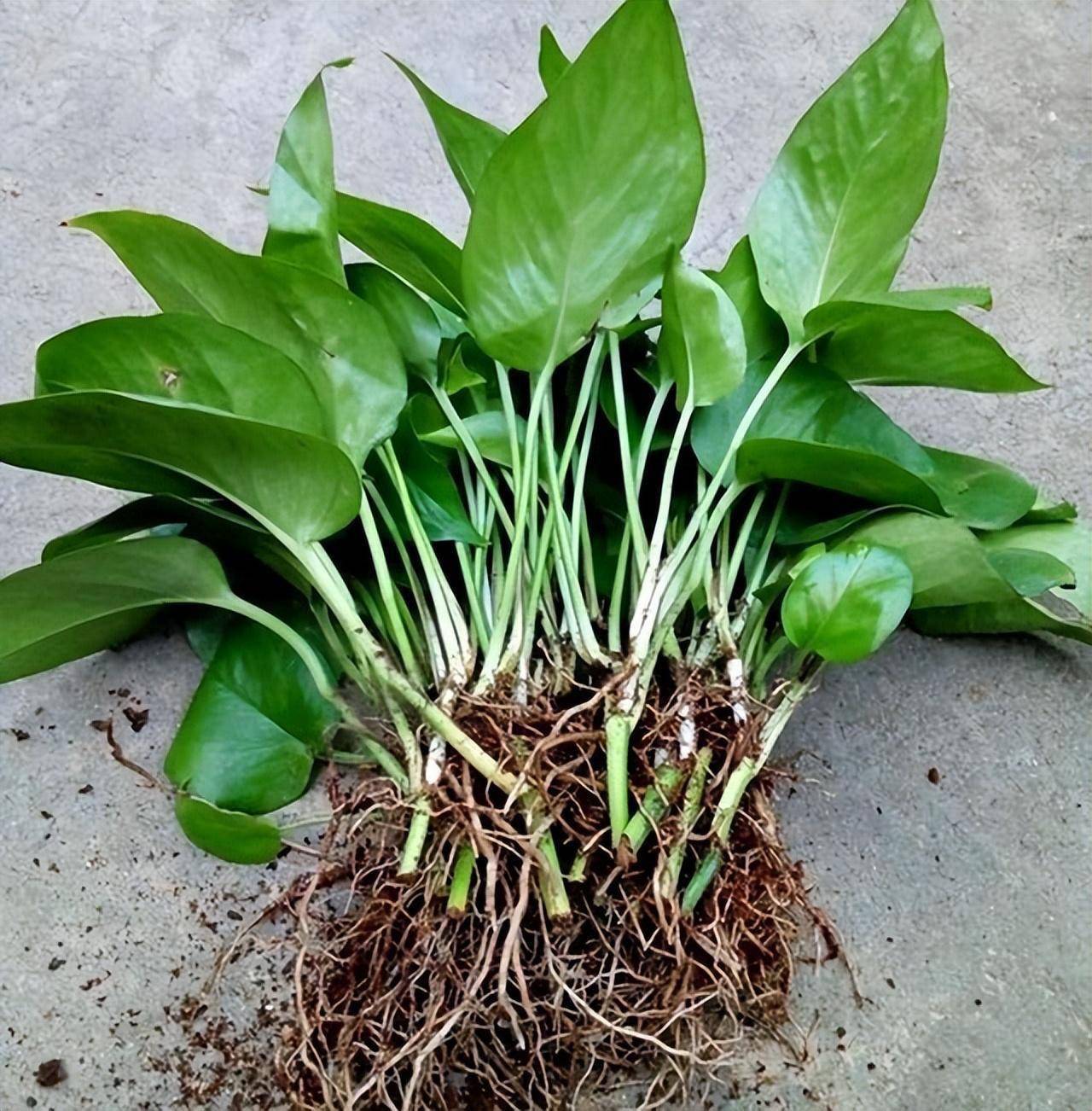 春天养绿萝,注意"一点",长得飞快爬藤上十米,叶子油绿发亮