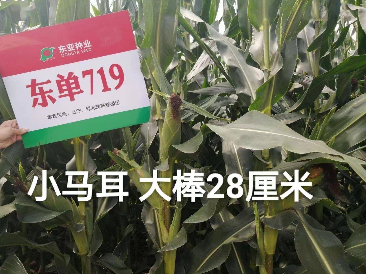 0-7.7%),高抗丝黑穗病(病株率小于1.0%).