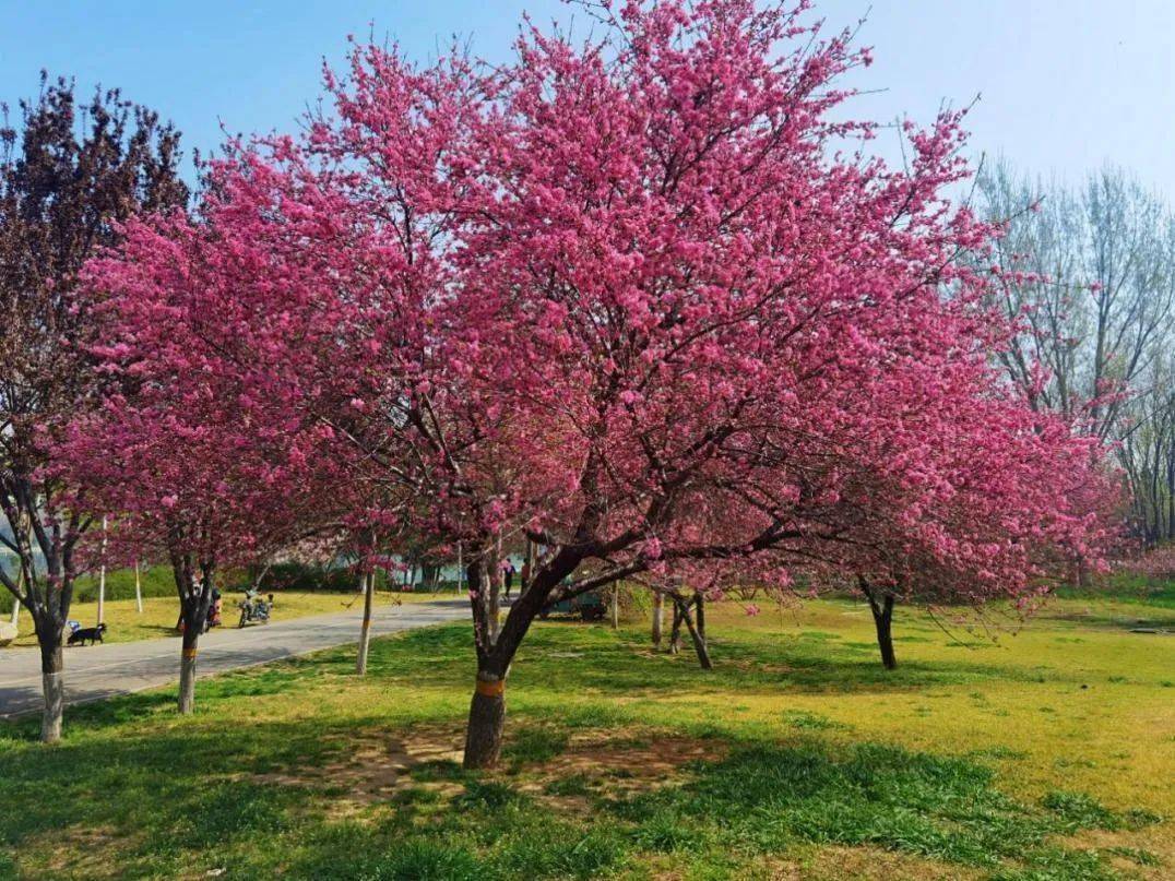 2024年石家庄城区水系赏花地图出炉_位置_花卉_海棠