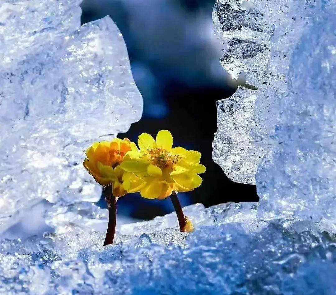 阳春3月,诚邀你来吉林赏冰凌花开!_林海_冰雪_过程