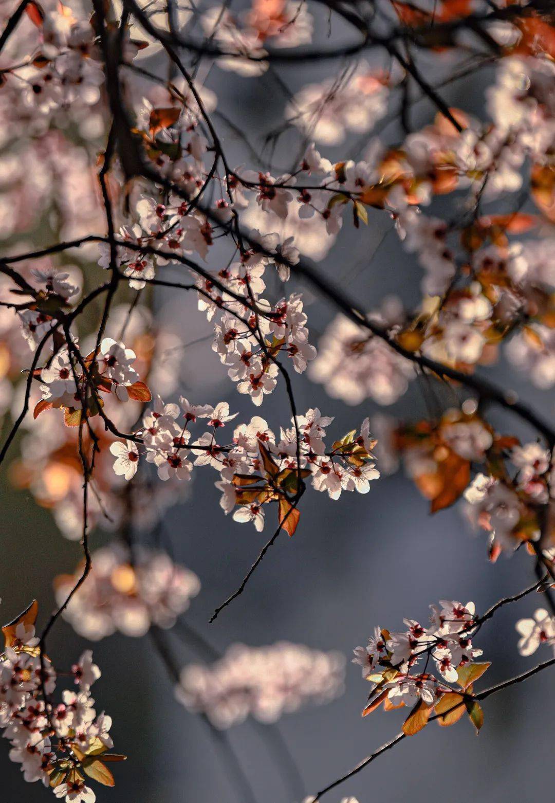 收藏青岛2024花海预报来了